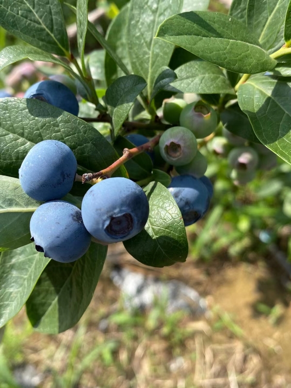 山东淄博孕妇婴幼儿专享蓝莓，天然绿色无公害