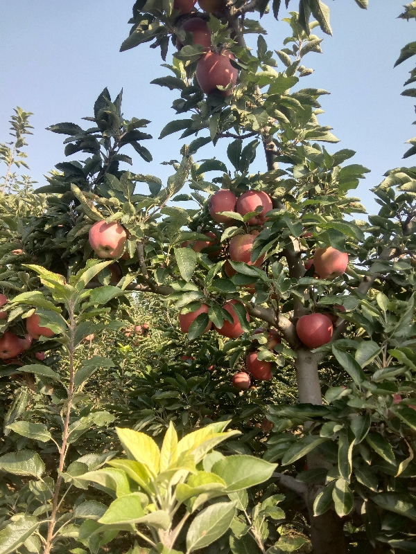 山西运城纸代，纸加膜代红富士苹果。