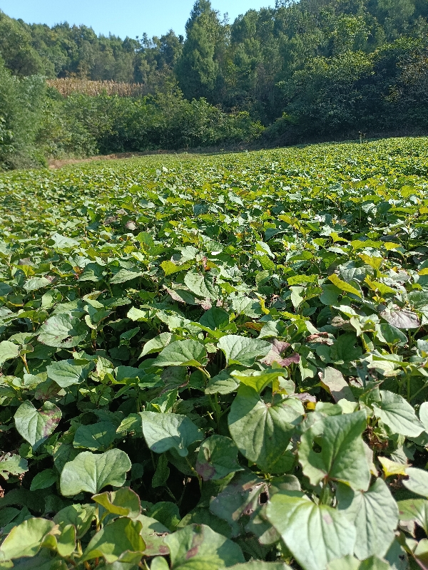 100亩自种鱼腥草（折耳根）无中间商。