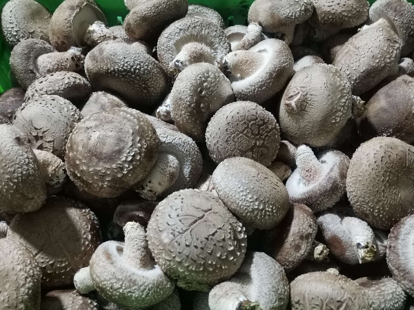 供应香菇,河北白面茹
