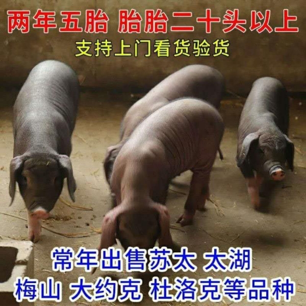 各品种仔猪母猪批发18552645789送货上门