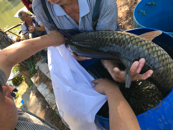 水库草鱼批发