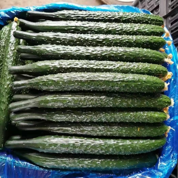 河南夏邑，密刺黄瓜，产地直发质量有保证价格便宜