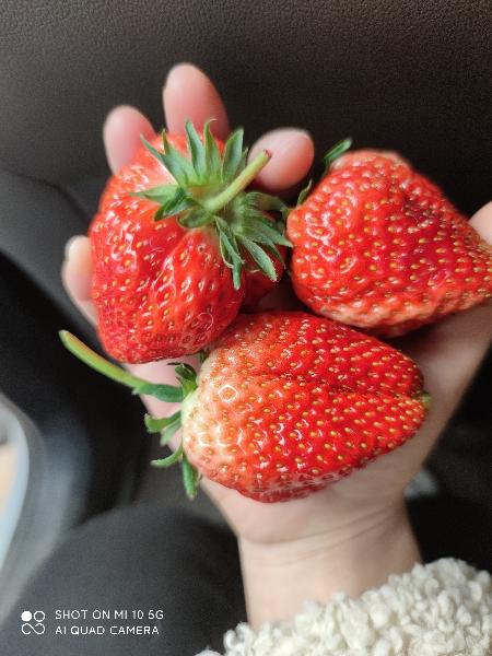出售草莓