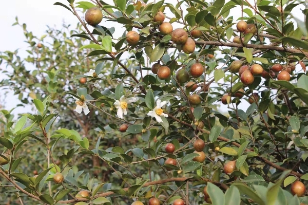 茶油销售