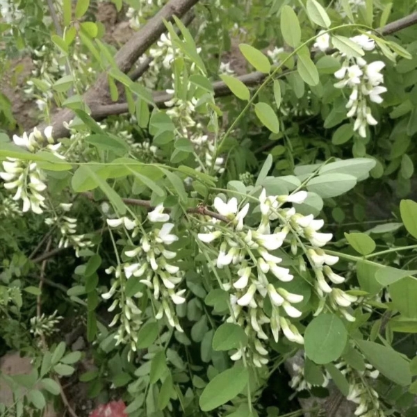 洋槐花天然野生洋槐花花骨朵批发