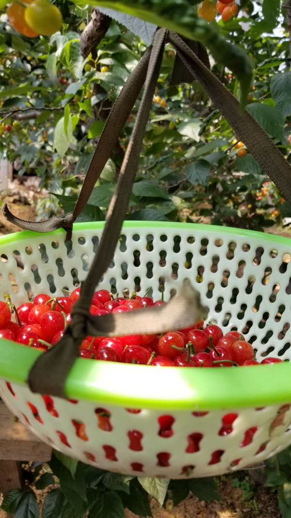 山东枣庄小樱桃已经大量上市，自家的果园，