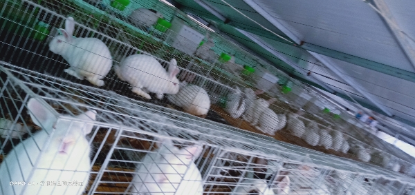 甘肃省定西市通渭县肉兔养殖，销售兔肉，种兔，兔苗。