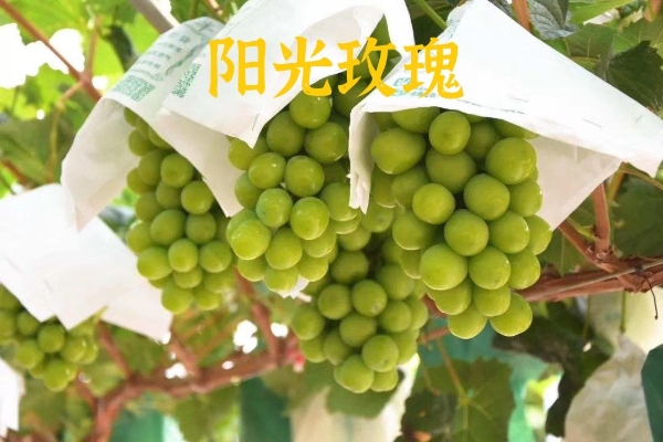 昌黎县供应高品质，高产量，阳光玫瑰葡萄苗