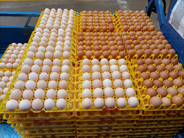 土鸡蛋自产自销