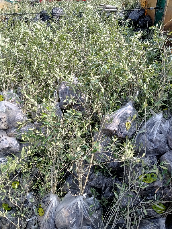 甘肃陇南油橄榄树苗专供，行道绿化，果树种植