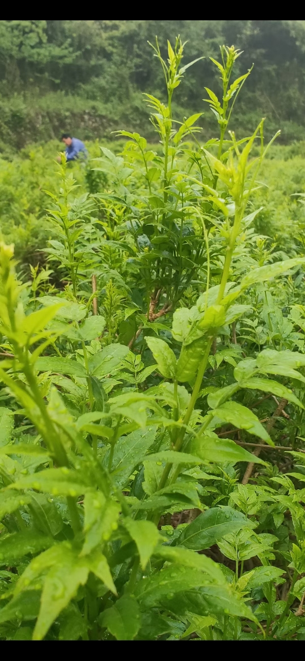 张家界莓茶种植户，喜欢您就来，期待您的到来