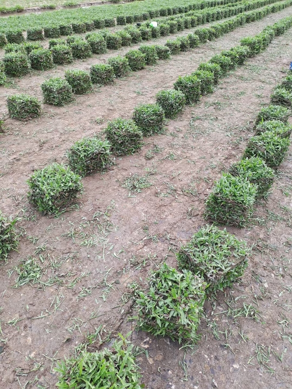 绿化草皮，大叶油草，台湾草