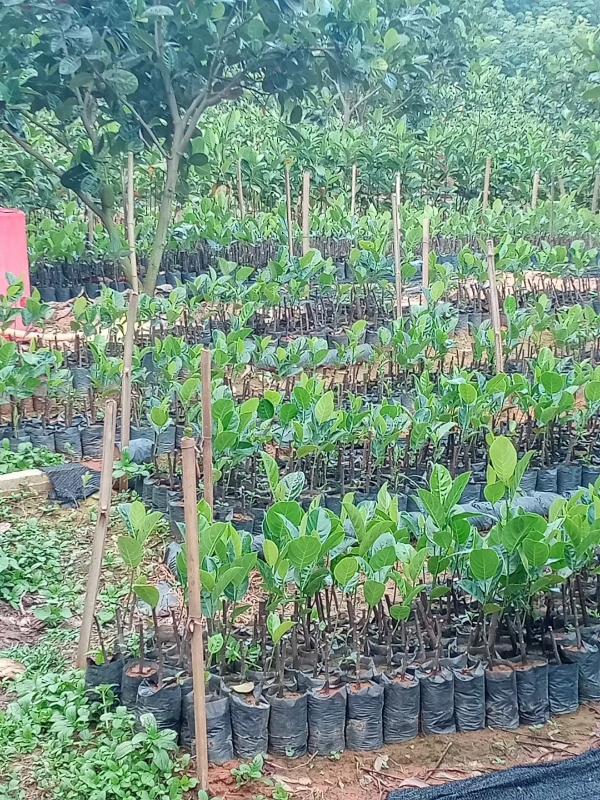马来西亚1号、泰八菠萝蜜树苗两万余株