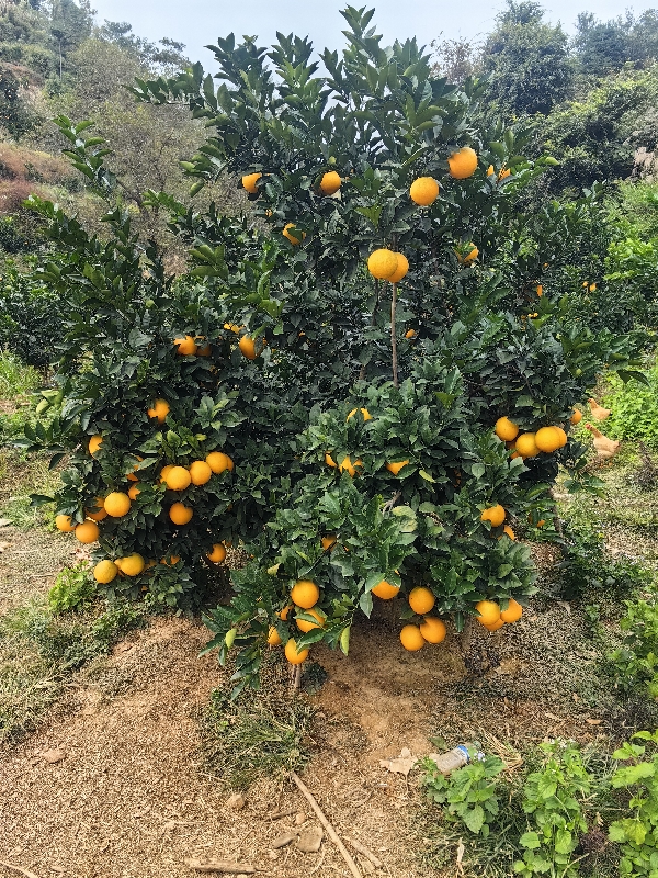 赣南脐橙，每天现摘现发，自家果园种植