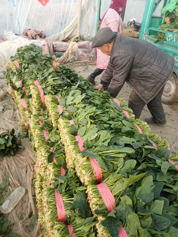 菠菜大量供应！大量有货！