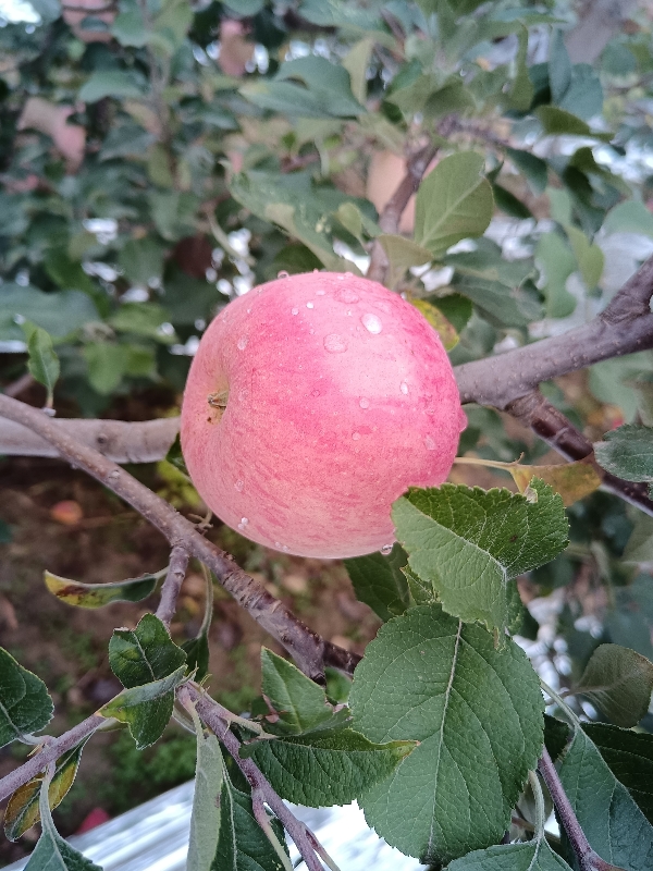 产地陕西铜川，苹果