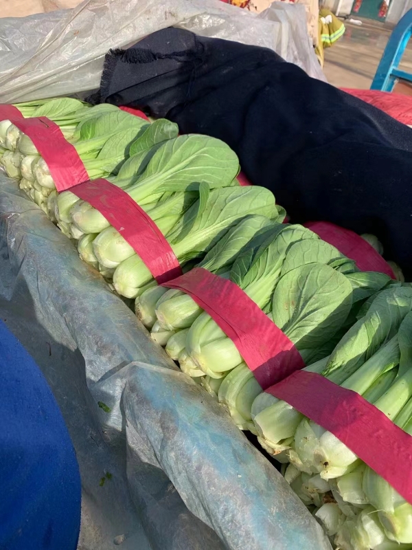 河北省邯郸市南大堡村蔬菜批发市，一条龙服务