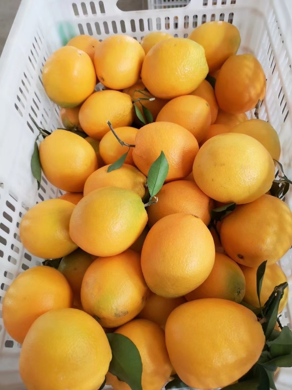 赣南脐橙，农家自种，可代发