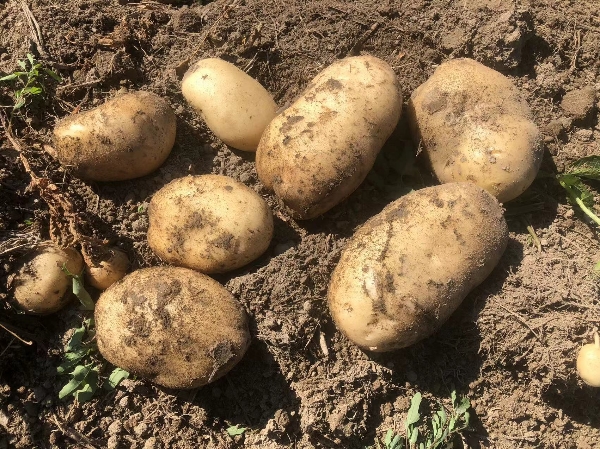 云南盈江丽薯六号，新土豆大量上市。