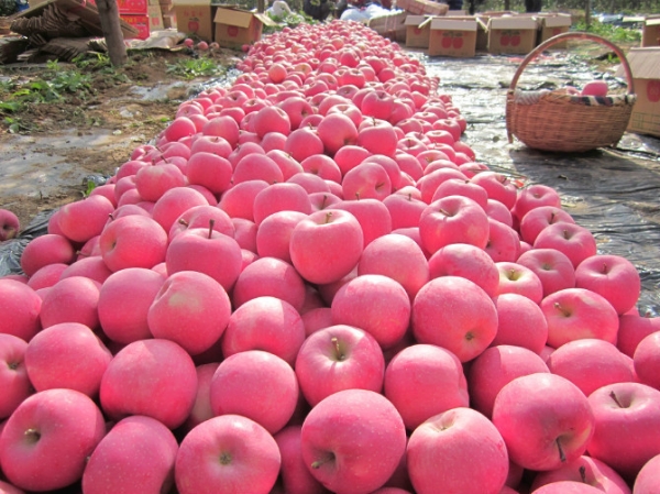 苹果静宁县冰糖心有机红富士苹果红苹果