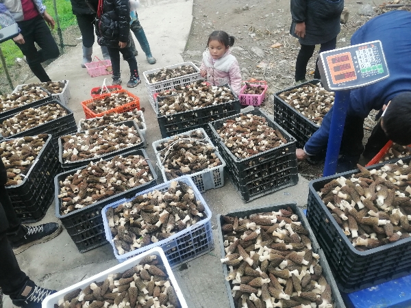 惠水县濛江街道办事处大保村有羊肚菌种植产地20亩，