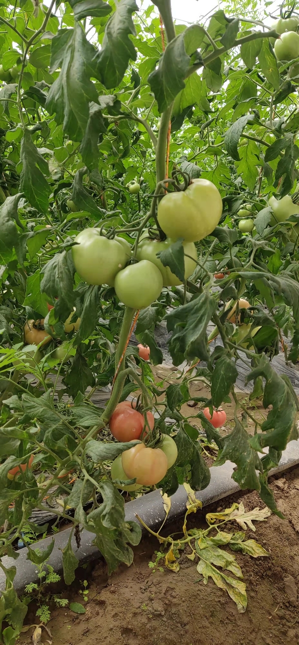 新疆特产，口感风味型普罗旺斯西红柿