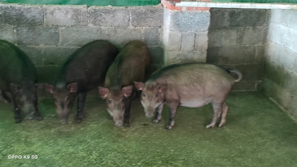 土藏香野猪、黑香猪、巴马香猪猪种、肉猪供应