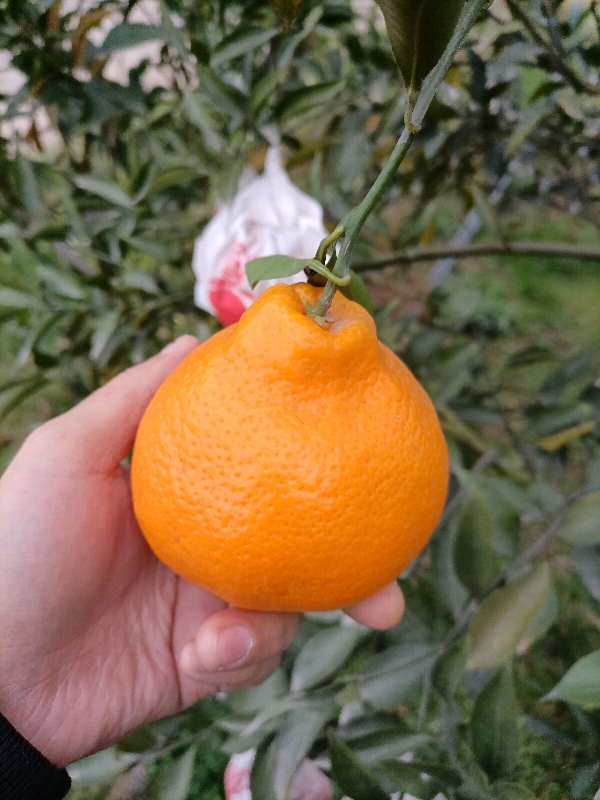 柑橘产地