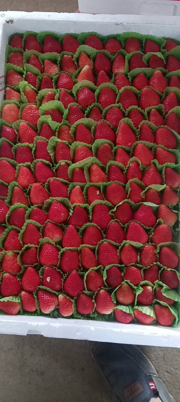 邳州奶油草莓大量上市妙香宁玉等品种