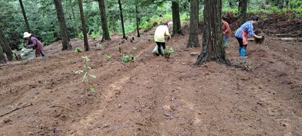 铜仁市市万山区大球盖菇，林下种植自然生长无公害