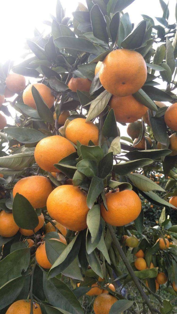 湖南石门橘子，中国柑橘之乡！品质好，价格优！