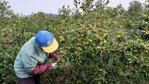 纯天然山茶油，菜籽油出售，欢迎电话联系。