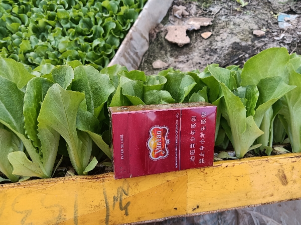 生菜苗，叶生菜，成活率高根系发达清秀无病