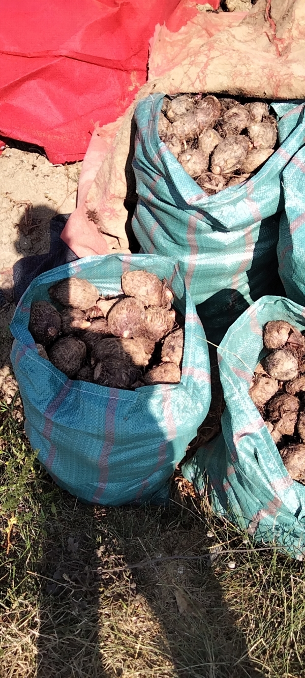 云南保山施甸有红芽芋两百亩
