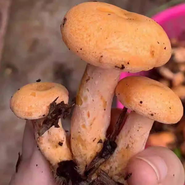 野生菌枞树菌食用菌谷熟菌