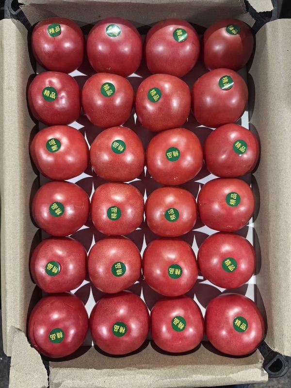寿光粉果西红柿，高温棚种植，全年不断货