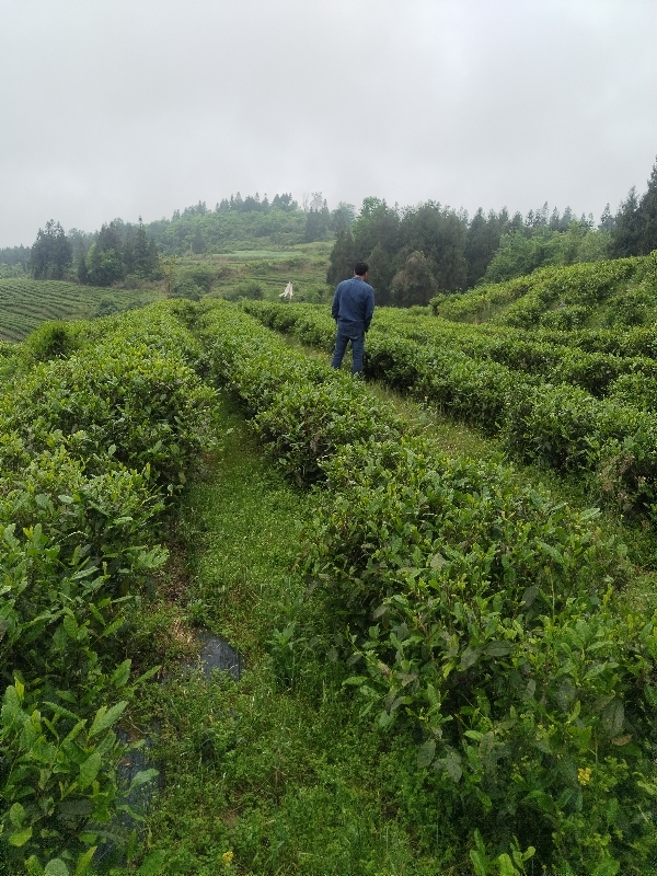 大宗茶茶叶