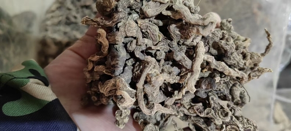 供应缅甸老挝各种野生蜂蜜和土特产