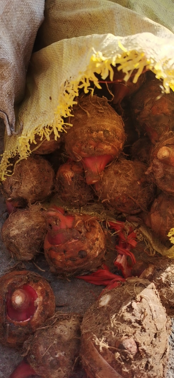 红芋头母种