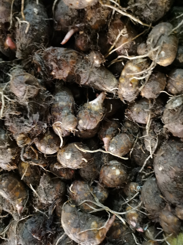 新鲜红芽芋大量上市，没有中间商赚差价。一手货源直发