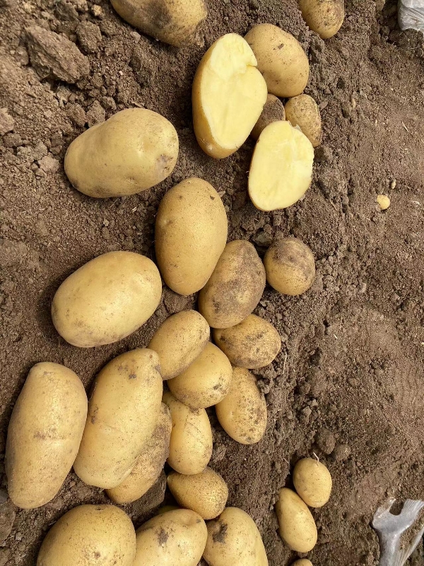 土豆，