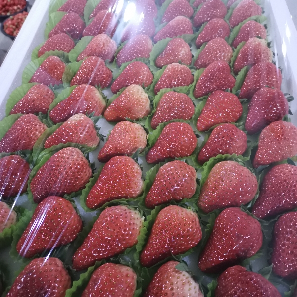 泗县万亩草莓园，原产地直发，红颜奶油草莓大量供货