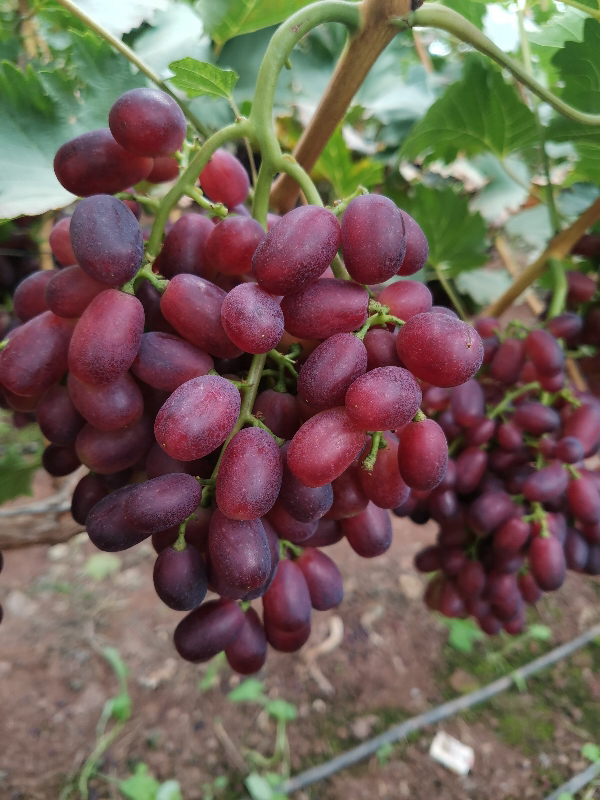 巨盛一号，苏欣一号，红颜天，目前最早熟葡萄