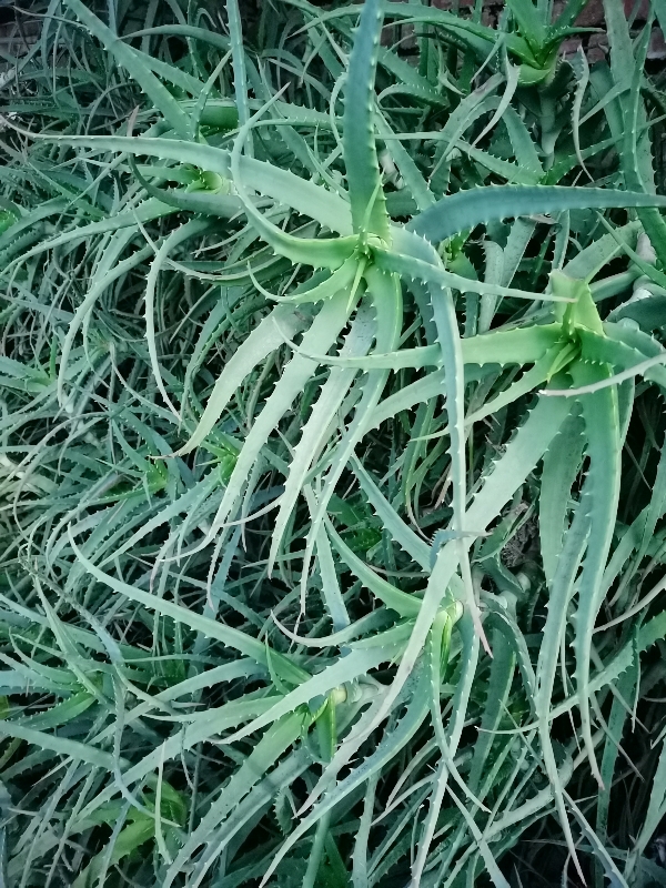 辽宁鞍山木立芦荟(多年生)