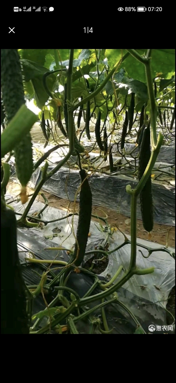 甘肃靖远黄瓜种植基地