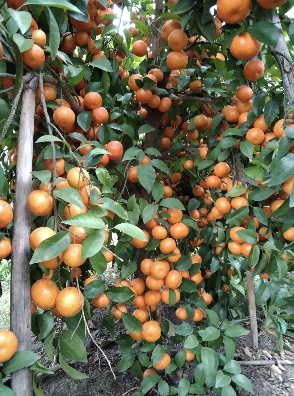 广西象州，砂糖沃柑大量上市。