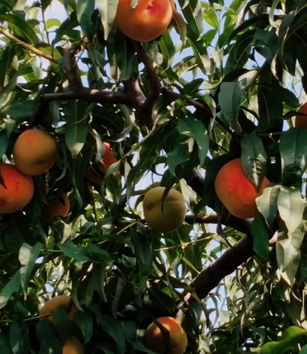 平谷黄油桃
