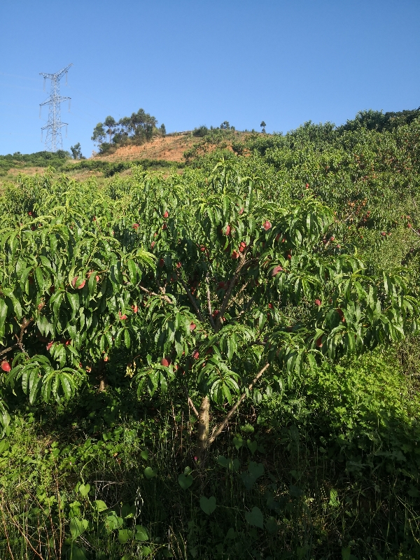 玉溪华宁普茶寨红宝石桃子，总量约3吨。
