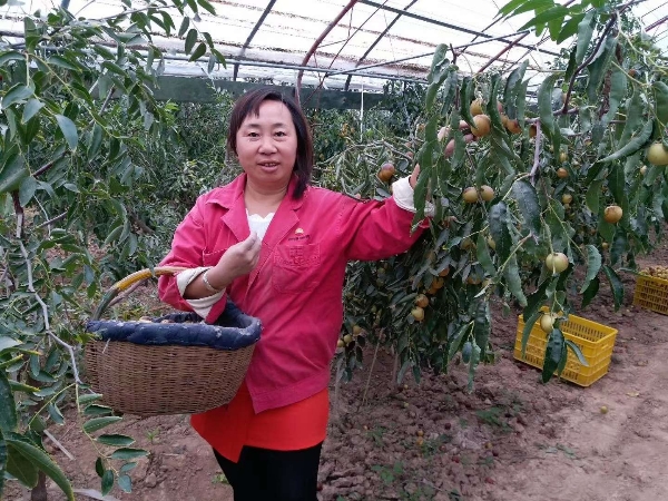 大荔县安仁镇优质鲜冬枣产地种植户
承接冬枣代办收购